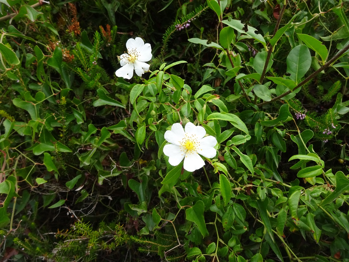 Rosa sempervirens (Rosaceae)